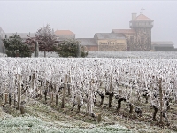 723 GIVRE WEB : GIVRE, VIGNE