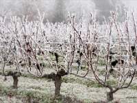 734 GIVRE web : GIVRE, VIGNE
