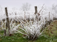 821 GIVRE web : GIVRE, VIGNE