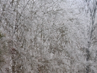 898 GIVRE WEB : GIVRE, VIGNE