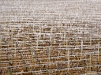 922 GIVRE WEB : GIVRE, VIGNE