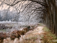 946 GIVRE2 web : GIVRE, VIGNE